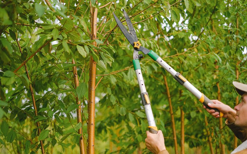 Tree trimming in Hamilton, WA